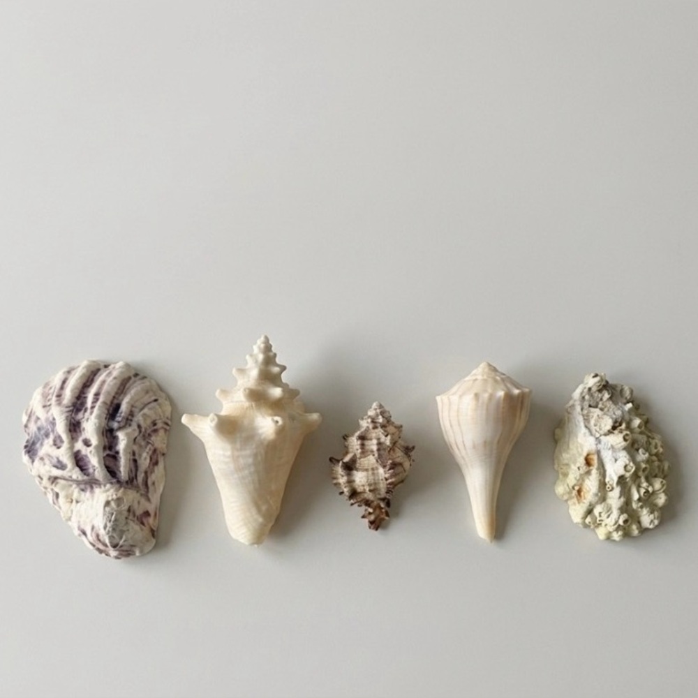 Vintage Natural Seashell Collection Lot of 5 Whelk Murex Oyster Barnacle Coastal